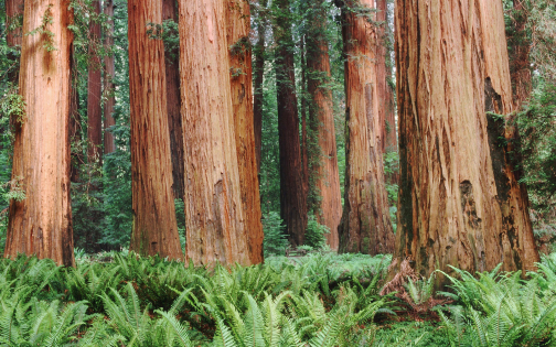 gallery/nature_forest_sequoia_017666_